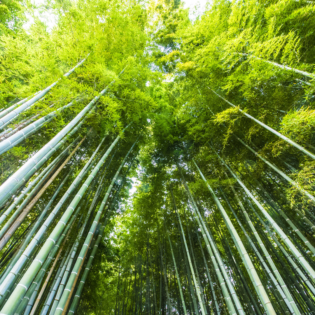 Bamboo vs Cotton: Is Bamboo Overtaking Cotton?